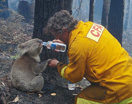 austrailian firefighter